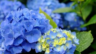 6月株主優待のおすすめは?権利確定日や配当、注目の優待内容を解説